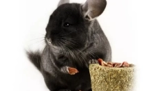 Wieże do szynszyli: co może i nie można otrzymać, jak się sprawić